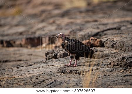 Red Headed Vulture Or Sarcogyps Calvus Or Pondicherry Vulture Close Up With Expression Sitting On Ro