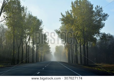 Highway In A Foggy Morning With A Forest Alongside The Road.