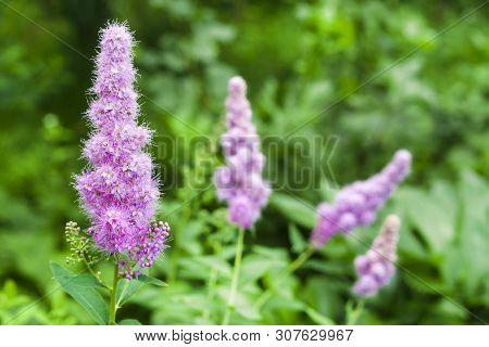 Closeup Of Flowering Willow-herb (spiraea Salicifolia) In The Garden