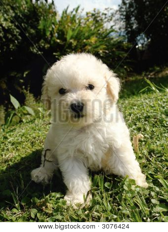 Cucciolo di barboncino