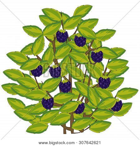 Vector Illustration Of The Berry Blackberry On Bush