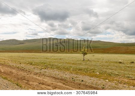 Lonely Tree In The Steppe, Beautiful Landscape, Buryatia, Russia