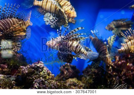 Aquarium With Beautiful Lionfish. Tropical Exotic Fishes Swim In Marine Life Aquarium. Underwater Se