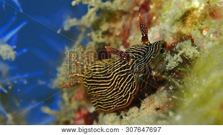 Closeup And Macro Shot Of Nudibranch Chromodoris Lineolata During A Leisure Dive In Tunku Abdul Rahm