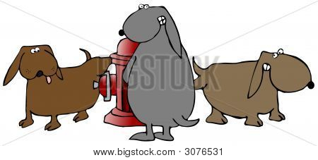 Üç köpek bir yangın hidrant üzerinde Peeing