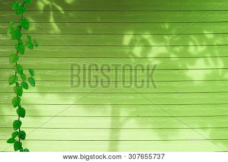 Green Leaves Of Coatbuttons Nature Border And Shadow Plant Tree On Green Wood