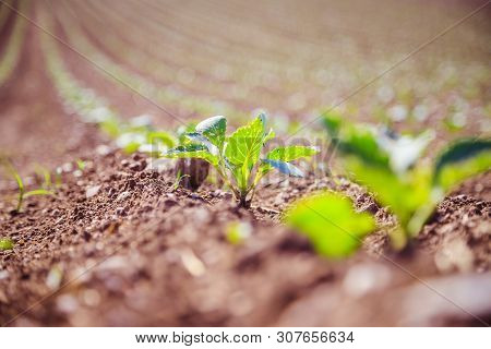 Fresh Green Plants On An Agriculture Field