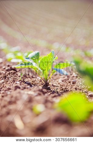 Fresh Green Plants On An Agriculture Field