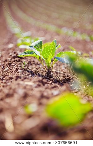 Fresh Green Plants On An Agriculture Field