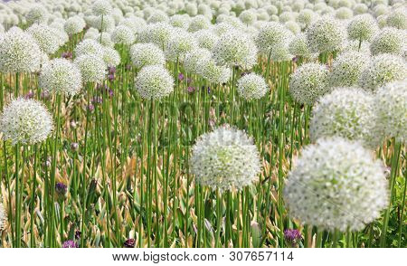 Globe Thistle Flower Field On Warm Summer Day. Nature View Of Meadow With Grass And Flowers Outdoors