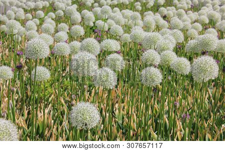 Globe Thistle (echinops Bannaticus Star Frost) Flower Field On Sunny Summer Day. Nature View Of Rura