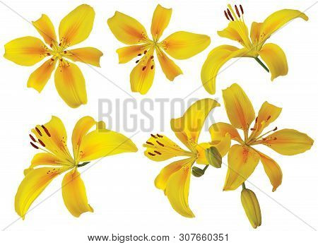Set Of Yellow Lily Flowers Isolated On White Background, Elements For Your Design.
