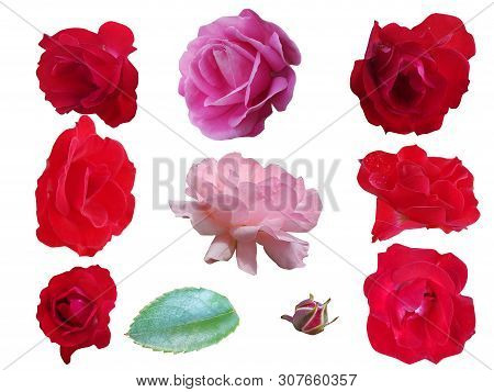 Set Of Different Roses Isolated On  White Background. Elements For Your Design.