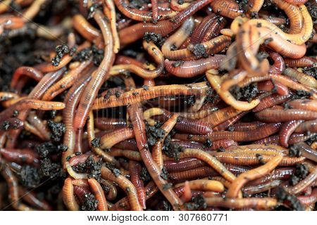 Earthworms (dendrobena Veneta) For Fishing Or Compost