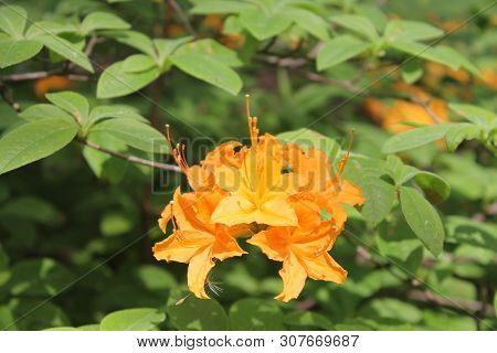 . Beautiful Orange Rodendron On A Background Of Green Foliage