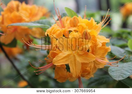Panorama With Two Orange Rodendrons During A Sunny Day In The Botanical Garden