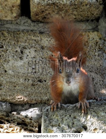 The Red Squirrel Sits On Limestone Stones With A Bushy Tail In Summer.