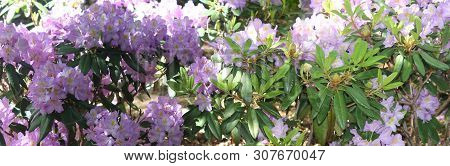 Panorama With Purple Rodendrons During A Sunny Day In A City Park.