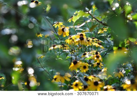 Rudbeckia. Yellow Flowers Of The Variety Katyushina Eyes In The Sunlight After Rain, In Droplets In 