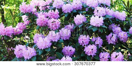 Panorama With Rodendrons. Rodendron Flowers Delight The Eye On A Summer Day
