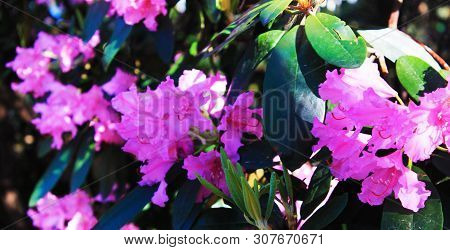 Beautiful Inflorescence Of Rodendrons. Panorama. Beautiful Inflorescence Of Rodendrons. Panorama
