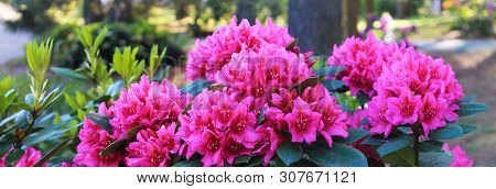 Panorama With Beautiful Pink Rodendrons. Rodendron Bushes Meet The Morning Dawn