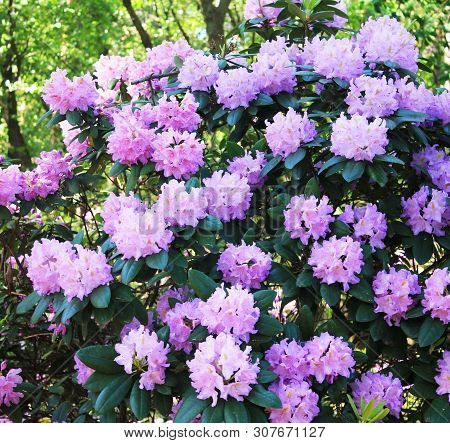 Panorama With Beautiful Purple Rodendrons. Rodendron Bushes Meet The Morning Dawn