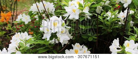 Panorama With Beautiful White Rodendrons. Rodendron Bushes Meet The Morning Dawn