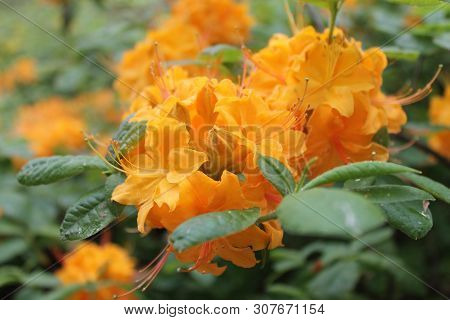 Beautiful Orange Rodendrons Rejoice In The Sun And Are Buried In Dew. Rodendron Panorama