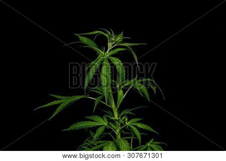 Young Green Auto Glueberry Variety Of Marijuana With Black Background