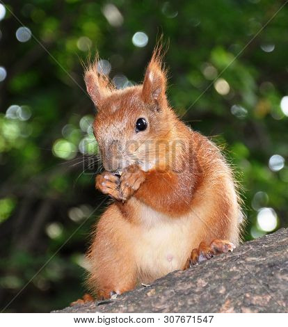 The Red Squirrel Sits On A Branch And Eats Seeds, Holding Them In Its Paws.