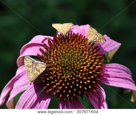 Feast. Three Small Moths On The Flower Of Pink Echinacea Drink Nectar.