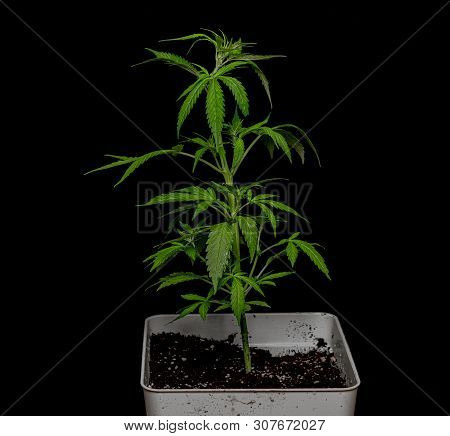 Young Green Auto Glueberry Variety Of Marijuana With Black Background