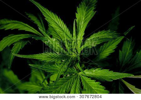 Young Green Auto Glueberry Variety Of Marijuana With Black Background