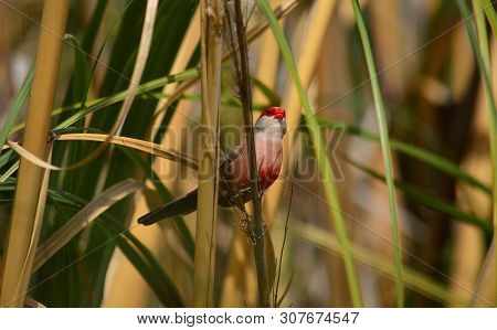 Beautiful Bird Of Red And White Tones Watching Intently Among The Plants, Estrilda Astrild
