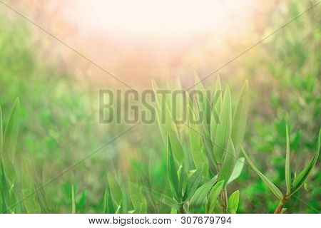 Green Grass And Sun. Blurred Background. Copy Space.