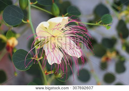 capparaceae capers beautiful white pink flower nature