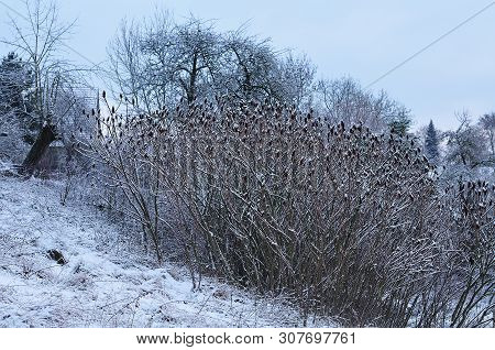 Staghorn Sumac Rhus Typhina Growing On Slope In Village Covered With Snow