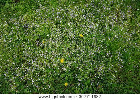 Slender Speedwell (veronica Filiformis), Also Known As Creeping Speedwell, Threadstalk Speedwell And