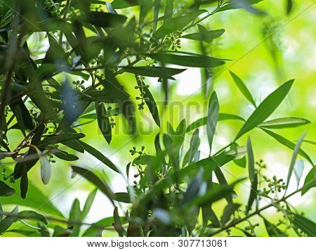 Olive Tree Blossoms With Green Bokeh, Natural Mediterran Background