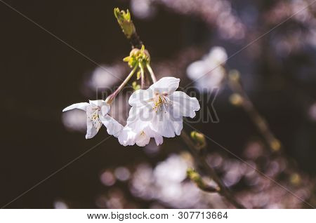 Blooming Cherry Blossoms In Yoshida Mountain Nara