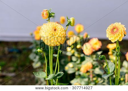 Marigolds (tagetes Erecta, Mexican Marigold, Aztec Marigold, African Marigold) Blossoming In The Sum