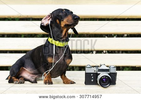 Cute Dog Dachshund, Black And Tan, In Collar, Listening To Music With Headphones, And Vintage Photo 
