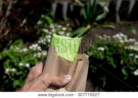 Green Pita Bread, Shaurma, Shaverma, Kebab, Doner Shawarma In Male Hand Closeup
