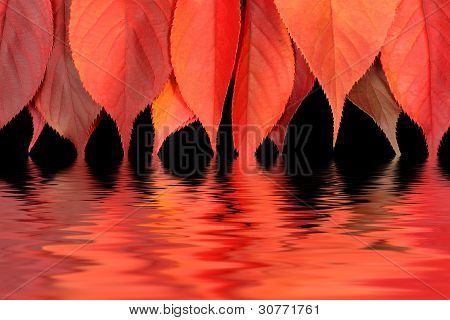 Folhas vermelhas de outono, mergulhando em água