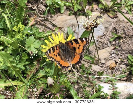 The Small Tortoiseshell Butterfly (aglais Urticae) Or Kleiner Fuchs Schmetterling, Innerthal - Canto