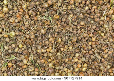 Fresh Yellow Onion Background In Large Quantity On A Vegetable Farm In Stock. Top View.