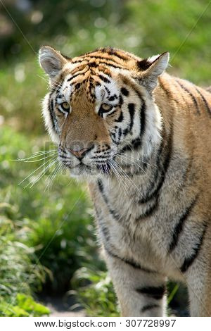 The Siberian Tiger (panthera Tigris Altaica), Also Known As The Siberian, Amur, Altaic, Korean, Manc