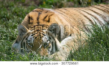 The Siberian Tiger (panthera Tigris Altaica), Also Known As The Siberian, Amur, Altaic, Korean, Manc