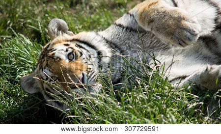 The Siberian Tiger (panthera Tigris Altaica), Also Known As The Siberian, Amur, Altaic, Korean, Manc
